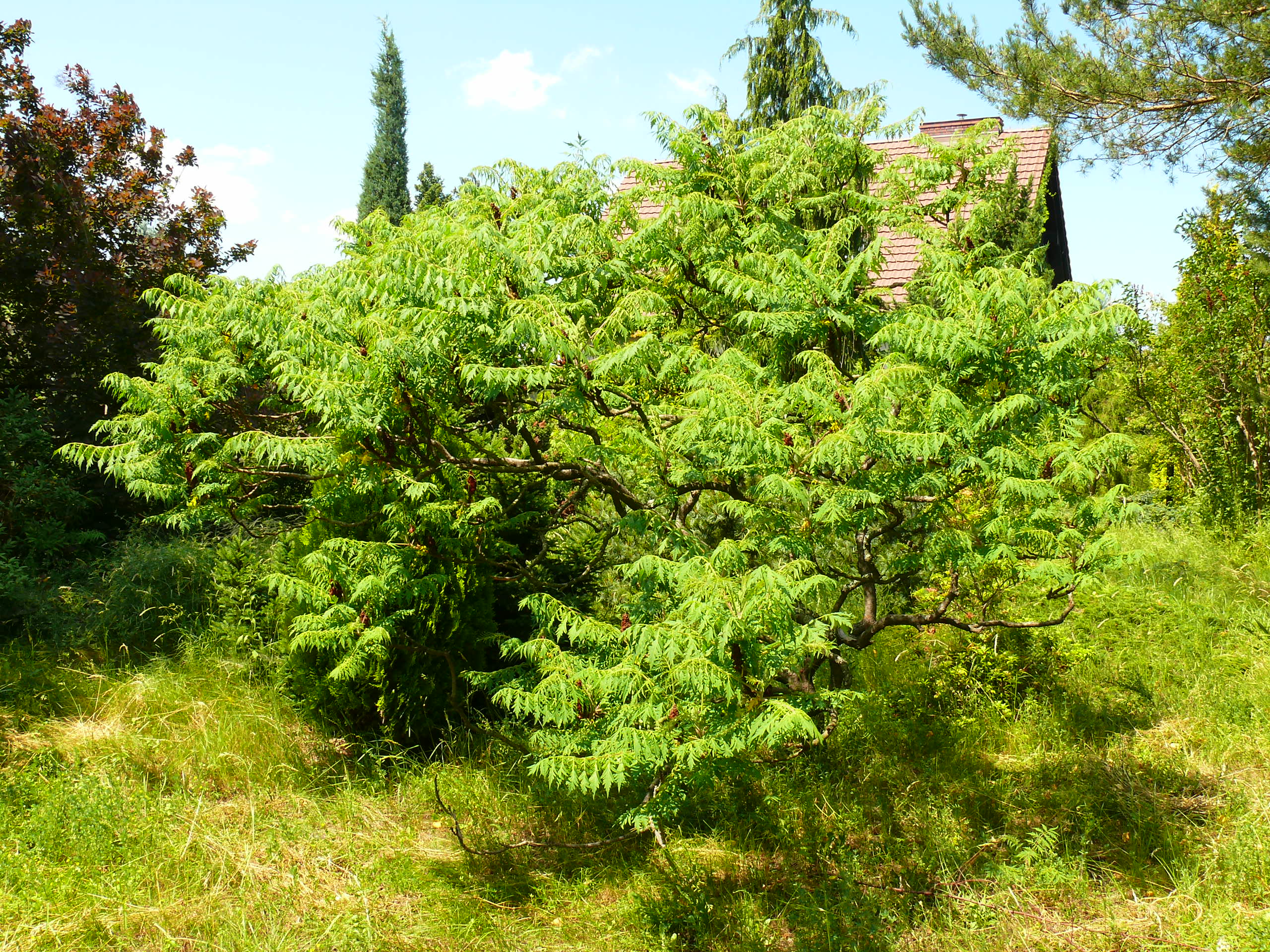 Сумах оленерогий Rhus typhina