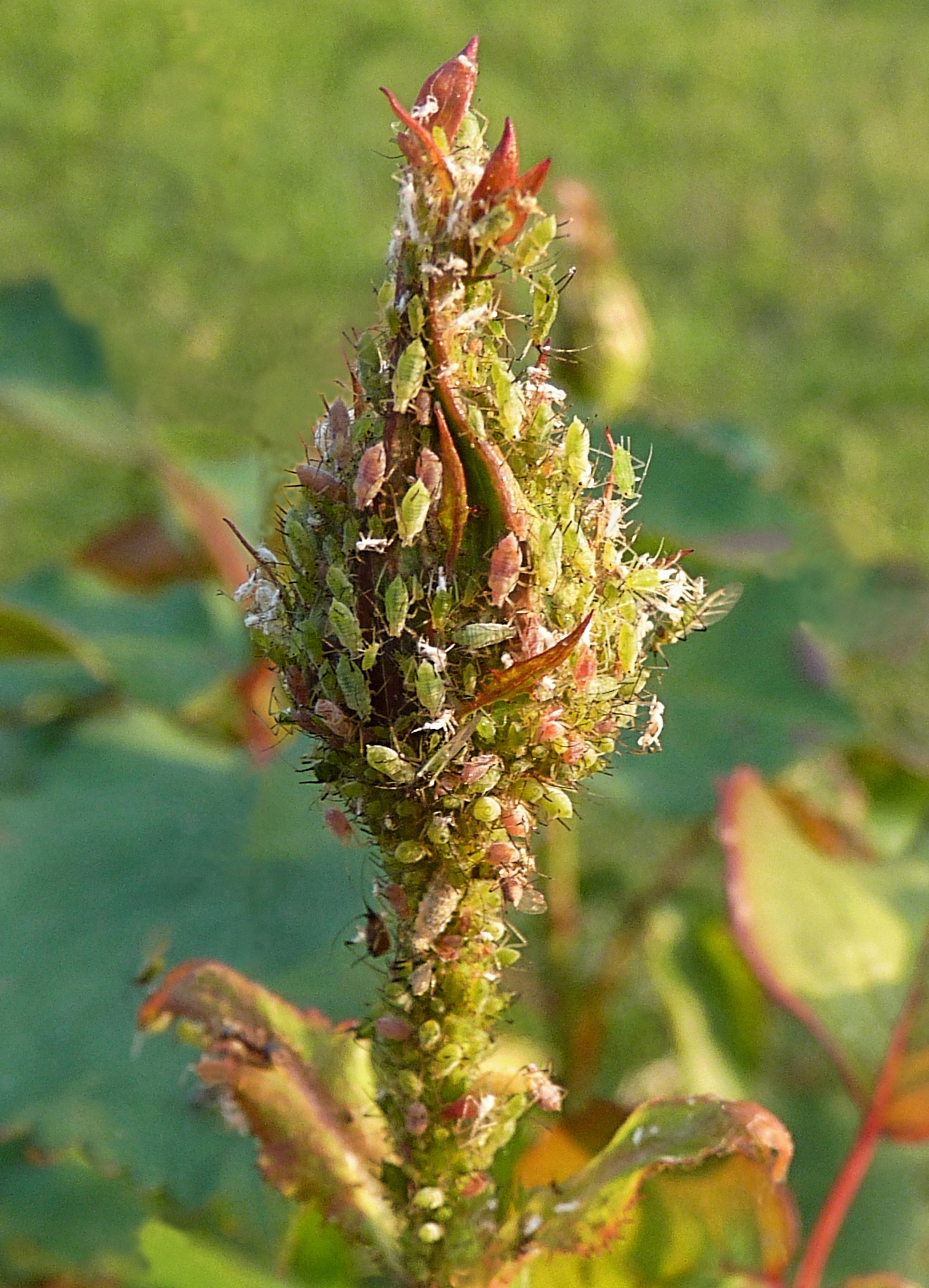 File:Rose bud.jpg - Wikimedia Commons