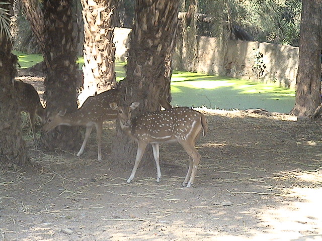 File:SPOTTED DEER.jpg