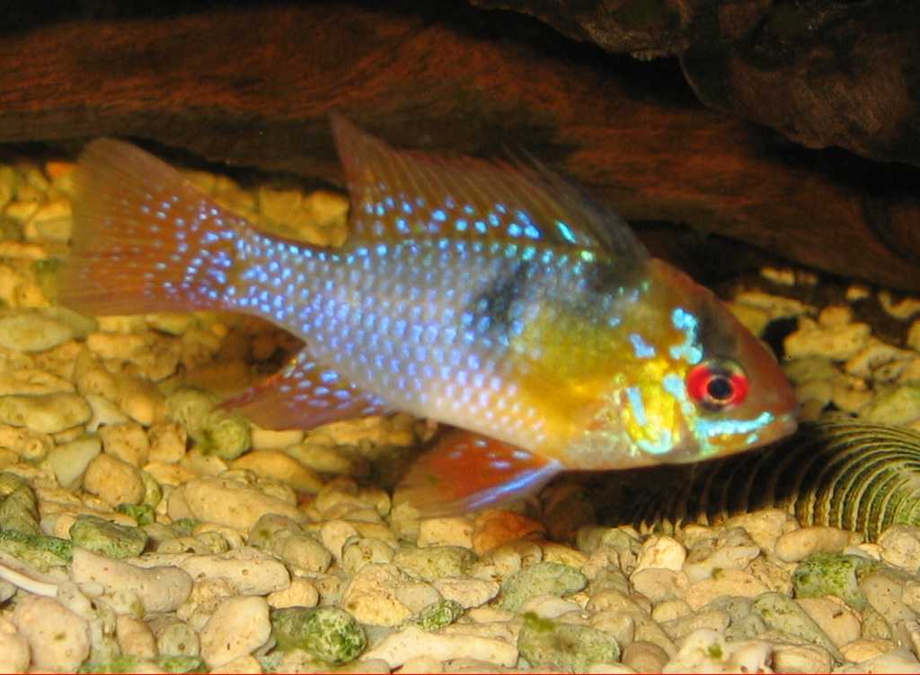 Рыба Киша Фото