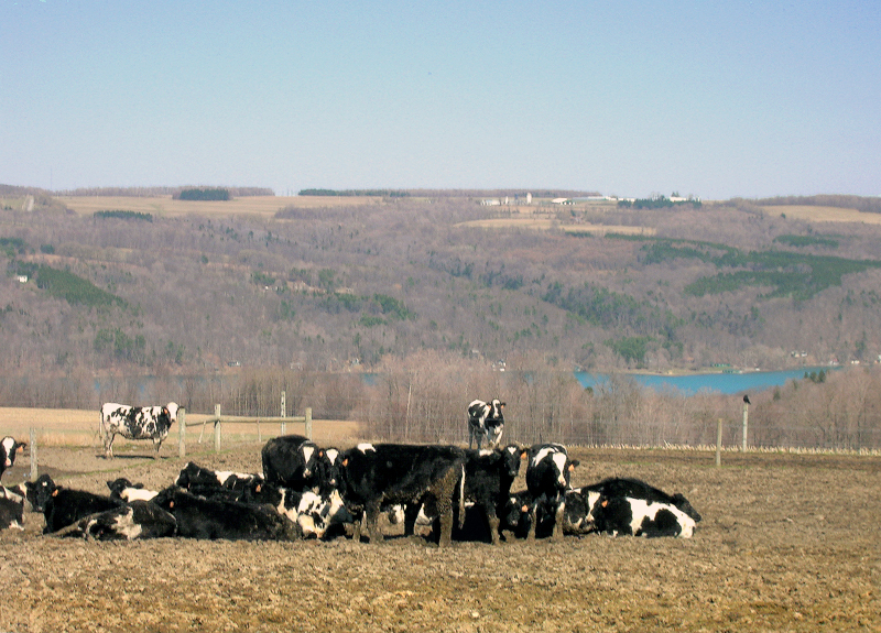 File:Skaneateles cows.west side.800R.jpg