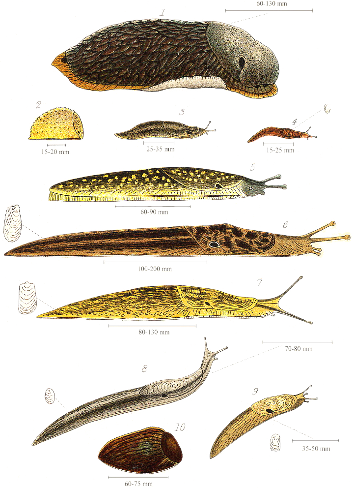 Some diagrams of slugs