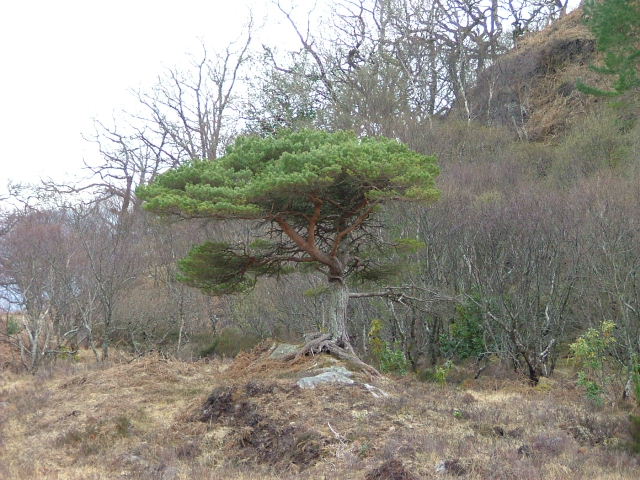 File:Small Scots Pine - geograph.org.uk - 774545.jpg