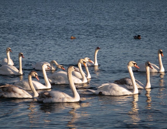 File:Swans on the Lake March 2007 - geograph.org.uk - 392454.jpg