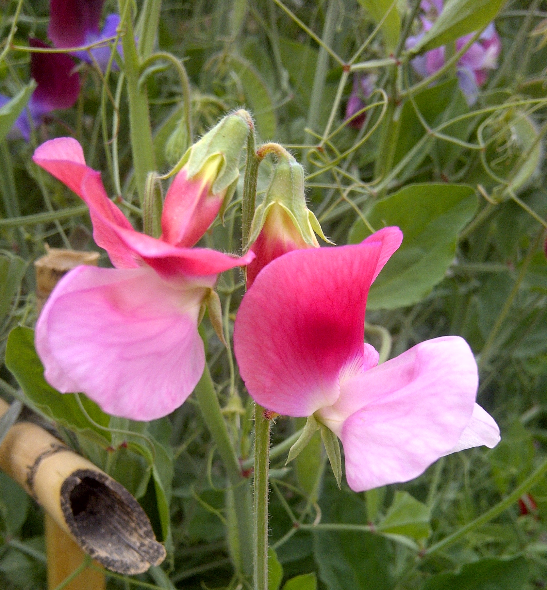 are sweet peas poisonous to dogs