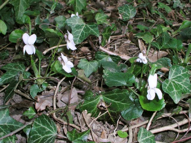 File:Sweet Violets near Mill Bridge - geograph.org.uk - 393815.jpg