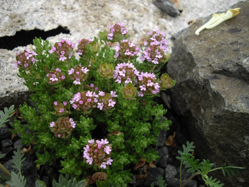 File:Thymus camphoratus 1.JPG