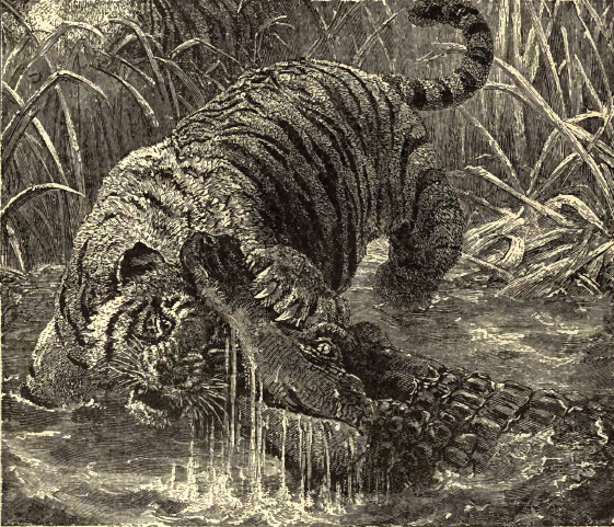 https://upload.wikimedia.org/wikipedia/commons/d/d7/Tigermugger.png
