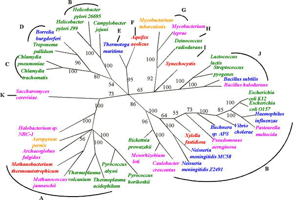 Tree Based on the Median Tree Algorithm. Branches with bootstrap (statistical) scores less than 50% were collapsed. The three domains of life are (A) archaea, (B-J) bacteria, and (K) eukaryote. Species are labeled with different colors based on their inferred HGT rates: red, >4%; yellow, 3-4%; pink, 2-3%; blue, 1-2%; green, <1%. Taxonomy labels are (A) Euryarchaea, (B) Proteobacteria, (C) Chlamydiae, (D) Spirochaetes, (E) Thermotogae, (F) Aquificae, (G) Actinobacteria, (H) Deinococcus, (I) Cyanobacteria, (J) Firmicutes, and (K) Fungi. Tree microbialgenomes nocobwebs.jpg