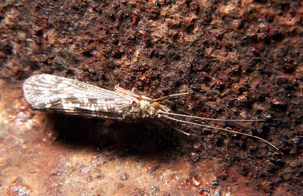 Caddisfly - Wikipedia