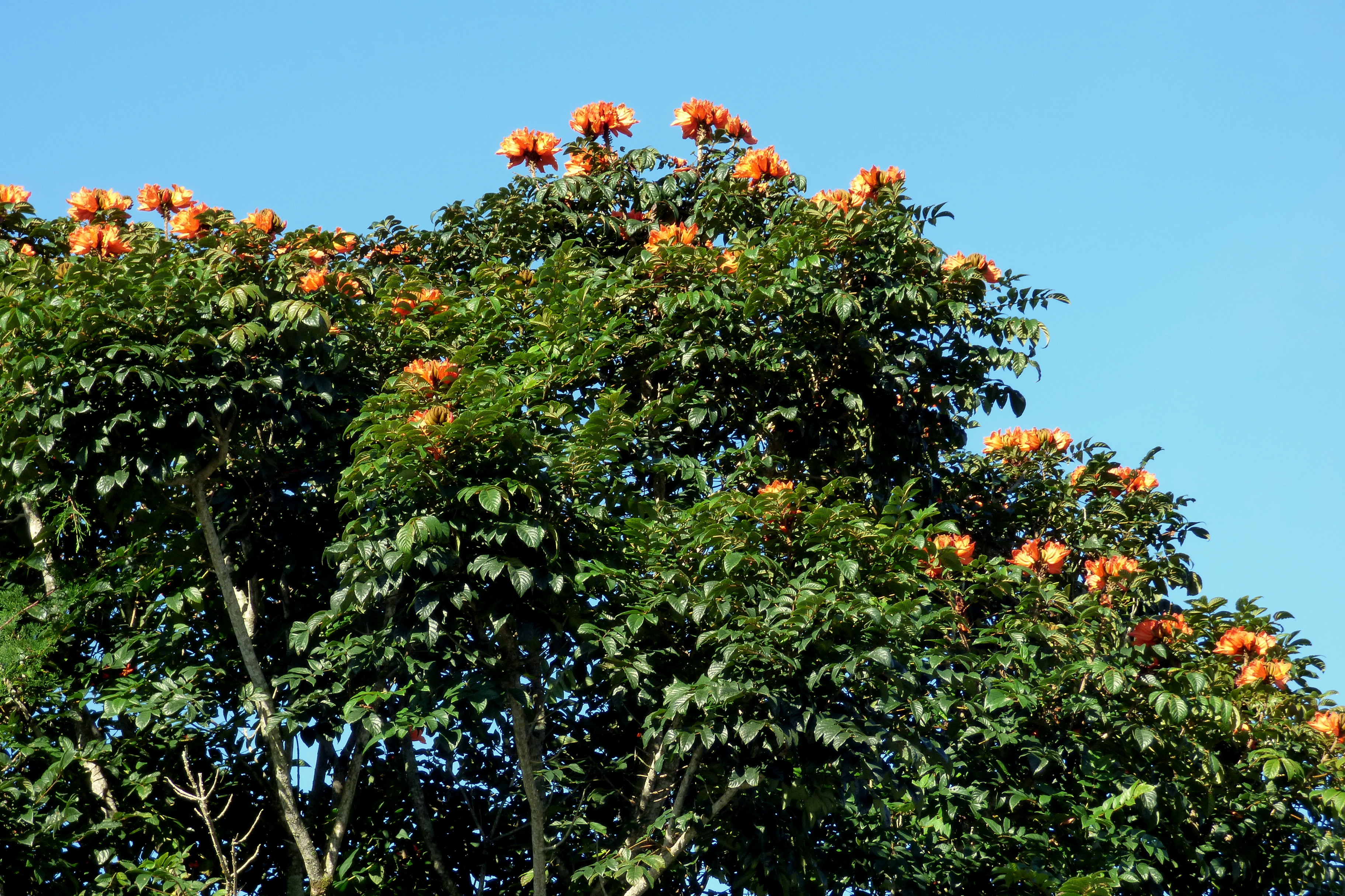 Спатодея Африканское Тюльпанное Дерево