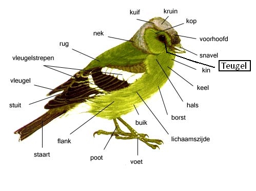 Vogels: Ontstaan, Lichaamsbouw, Onderverdeling