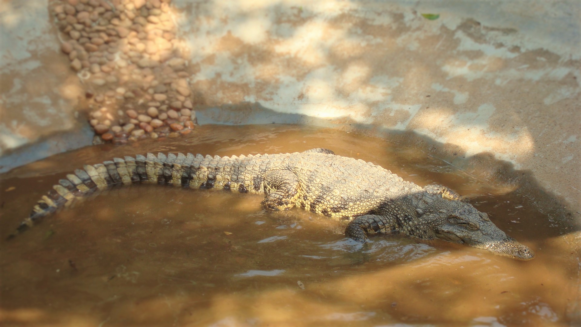 Crocodilia - Wikipedia