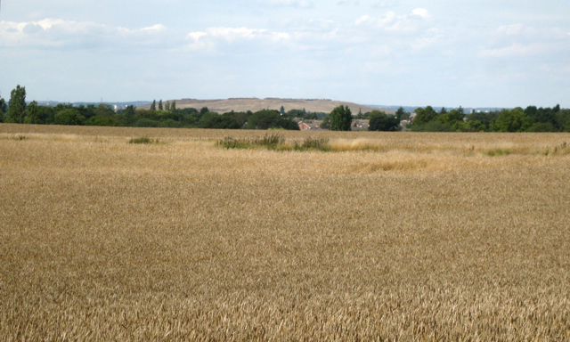 File:Wheatfield southeast of Meriden - geograph.org.uk - 2593279.jpg