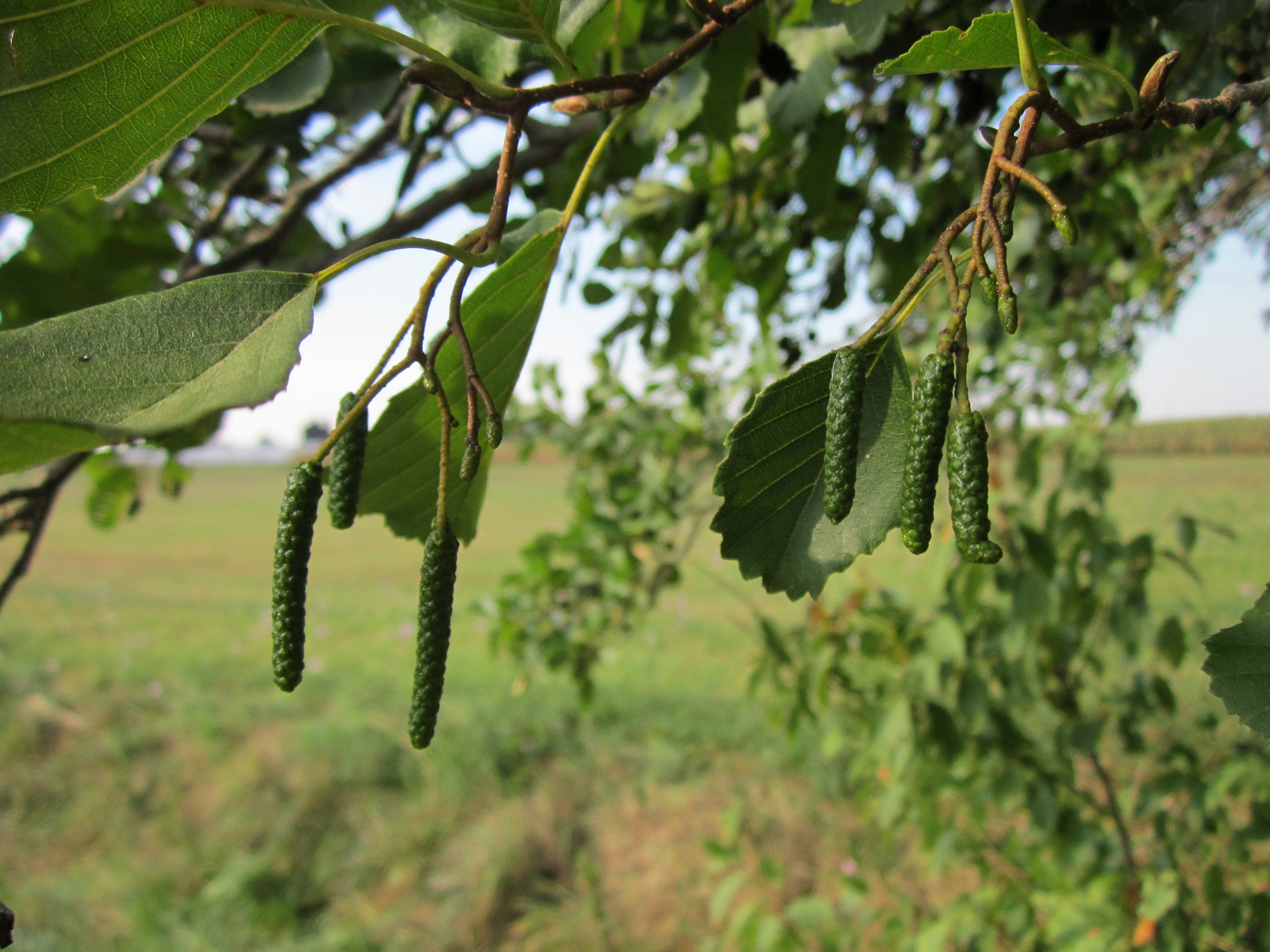 Ольха. Ольха серая Alnus incana “Aurea”. Ольха Alnus glutinosa. Alnus glutinosa (ольха европейская). Ольха черная (Alnus glutinosa).