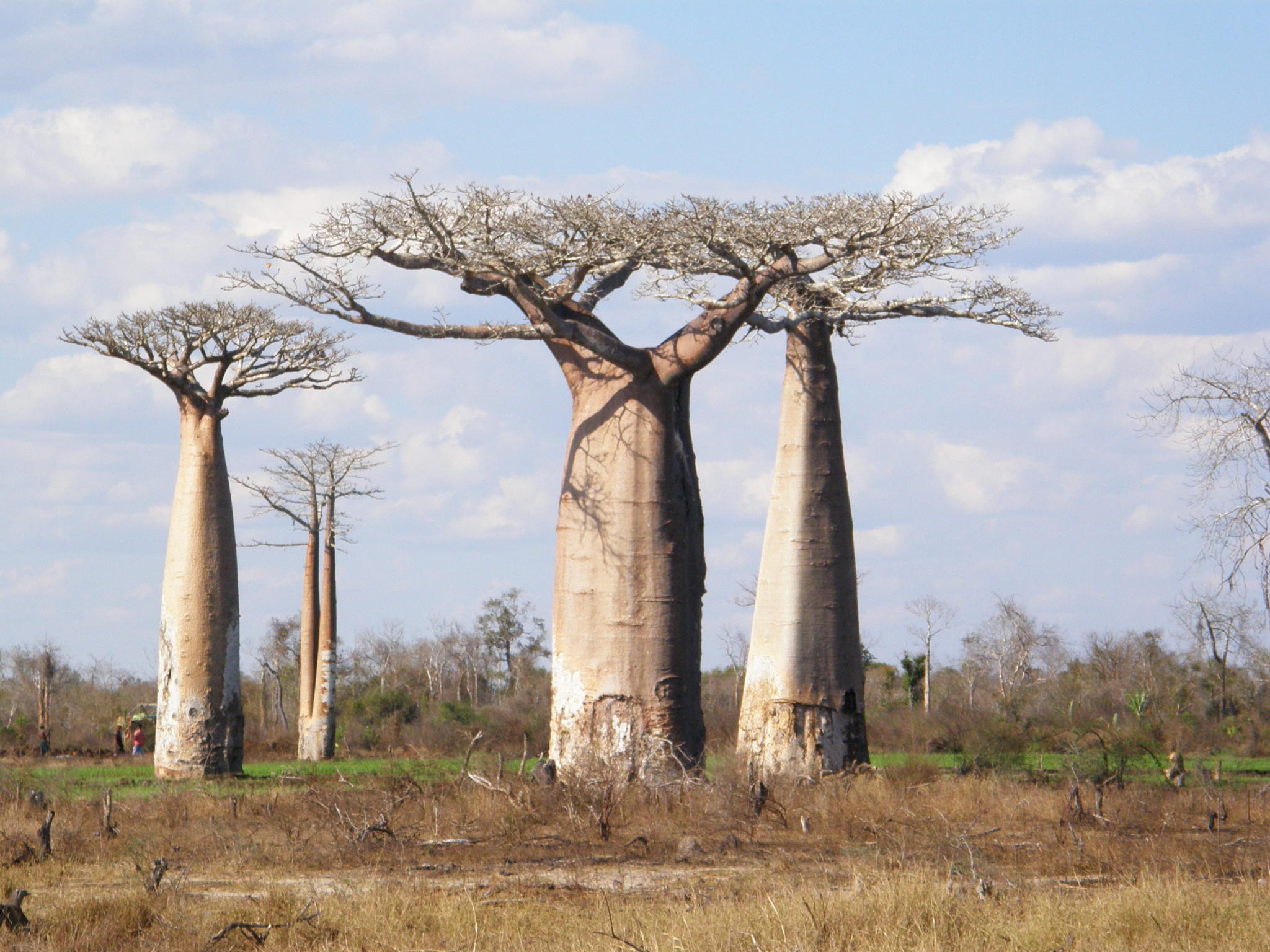 Ба баб. Баобаб дерево. Баобаб Адансония Грандидье. Баобаб Африканский Ботаническая. Баобаб (Адансония пальчатая.