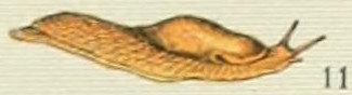 File:Adolphe Millot mollusques limace.jpg