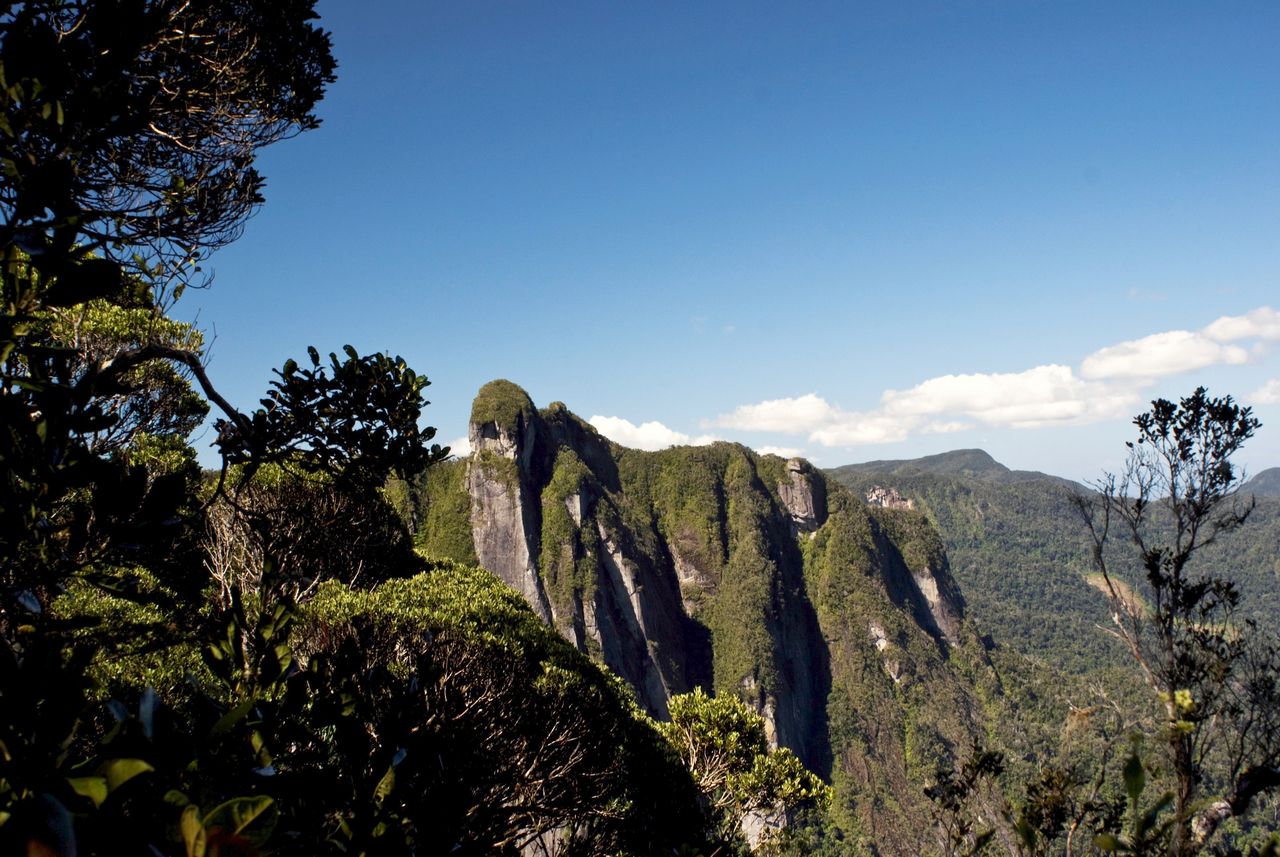 Тропические леса Ацинананы Мадагаскар
