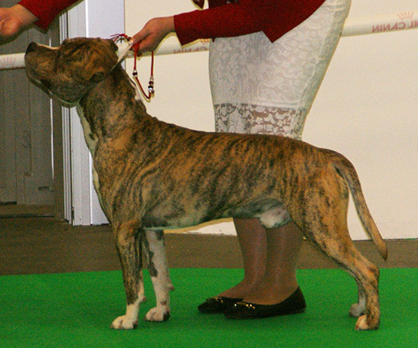 File:American Staffordshire Terrier 2.jpg