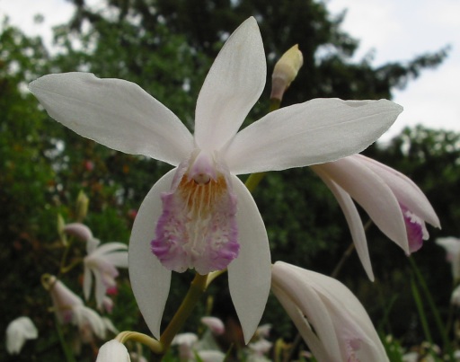 File:Bletilla striata.jpg