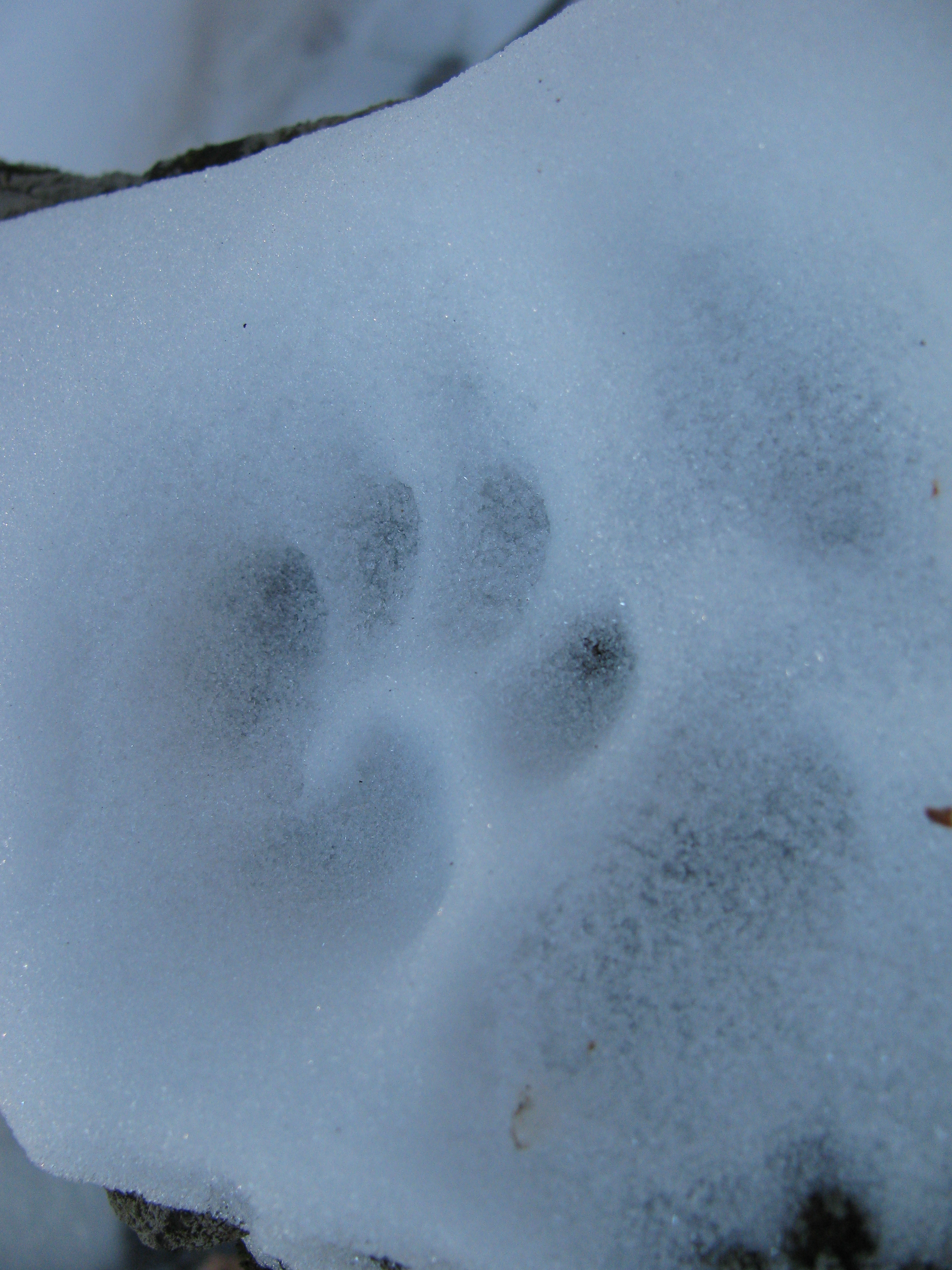 File:Bobcat track in snow.jpg - Wikimedia Commons