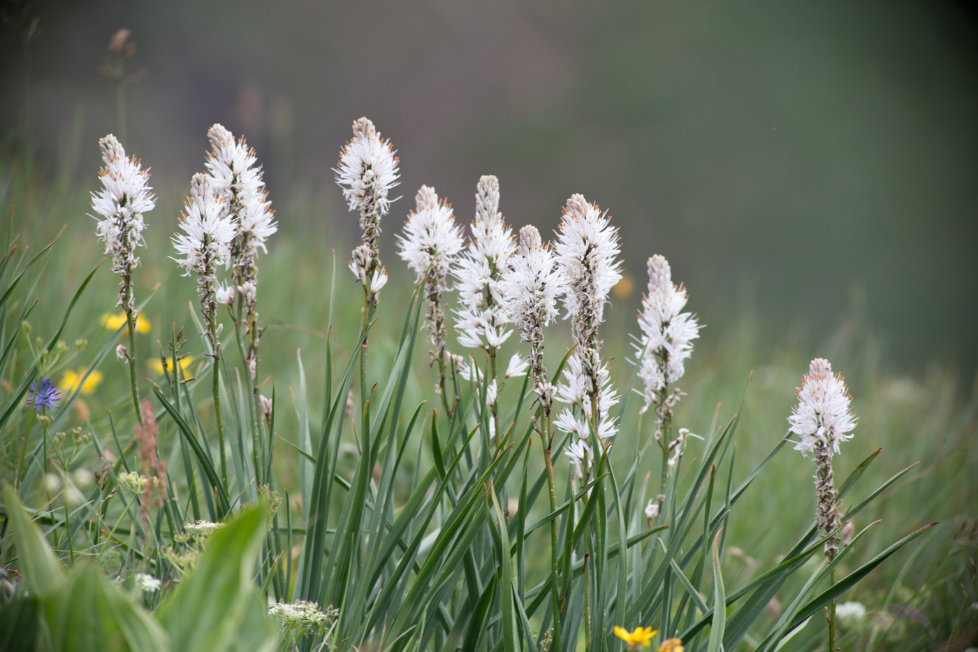 Asphodelus Albus