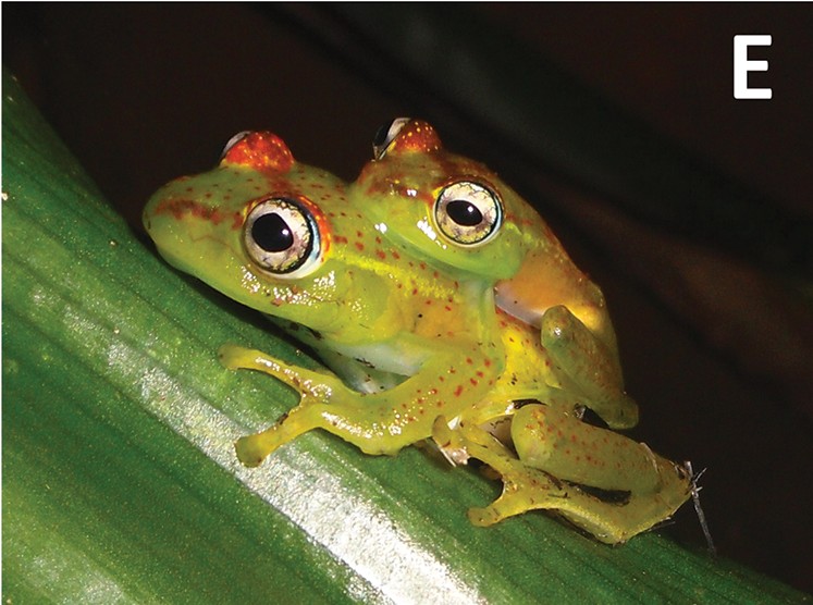 File:Boophis ankarafensis-435-111-g003 (5).jpg