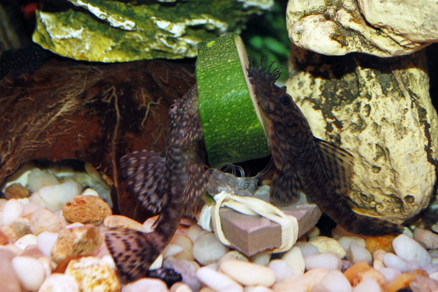 Bristlenose Pleco Male & Female.jpg. 