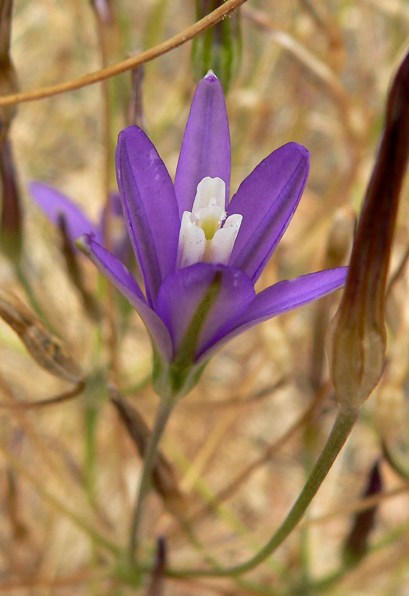 TÌNH YÊU CÂY CỎ ĐV4 - Page 76 Brodiaea_californica_ssp_leptandra_1