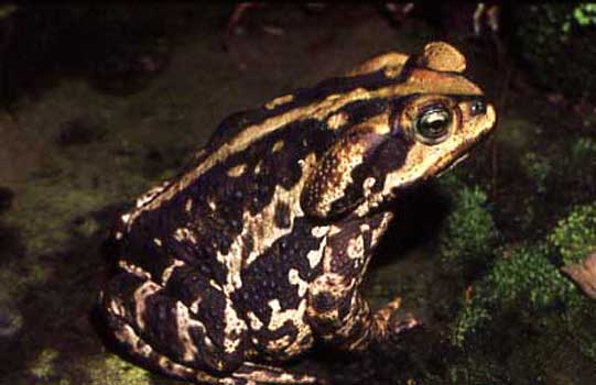 File:Bufo ictericus01.jpg