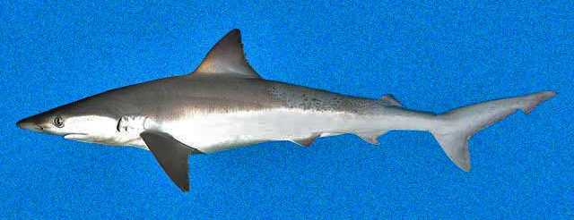 Datei:Carcharhinus porosus SI2.jpg