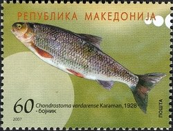 <i>Chondrostoma vardarense</i> Species of fish