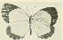 <i>Citrinophila terias</i> Species of butterfly