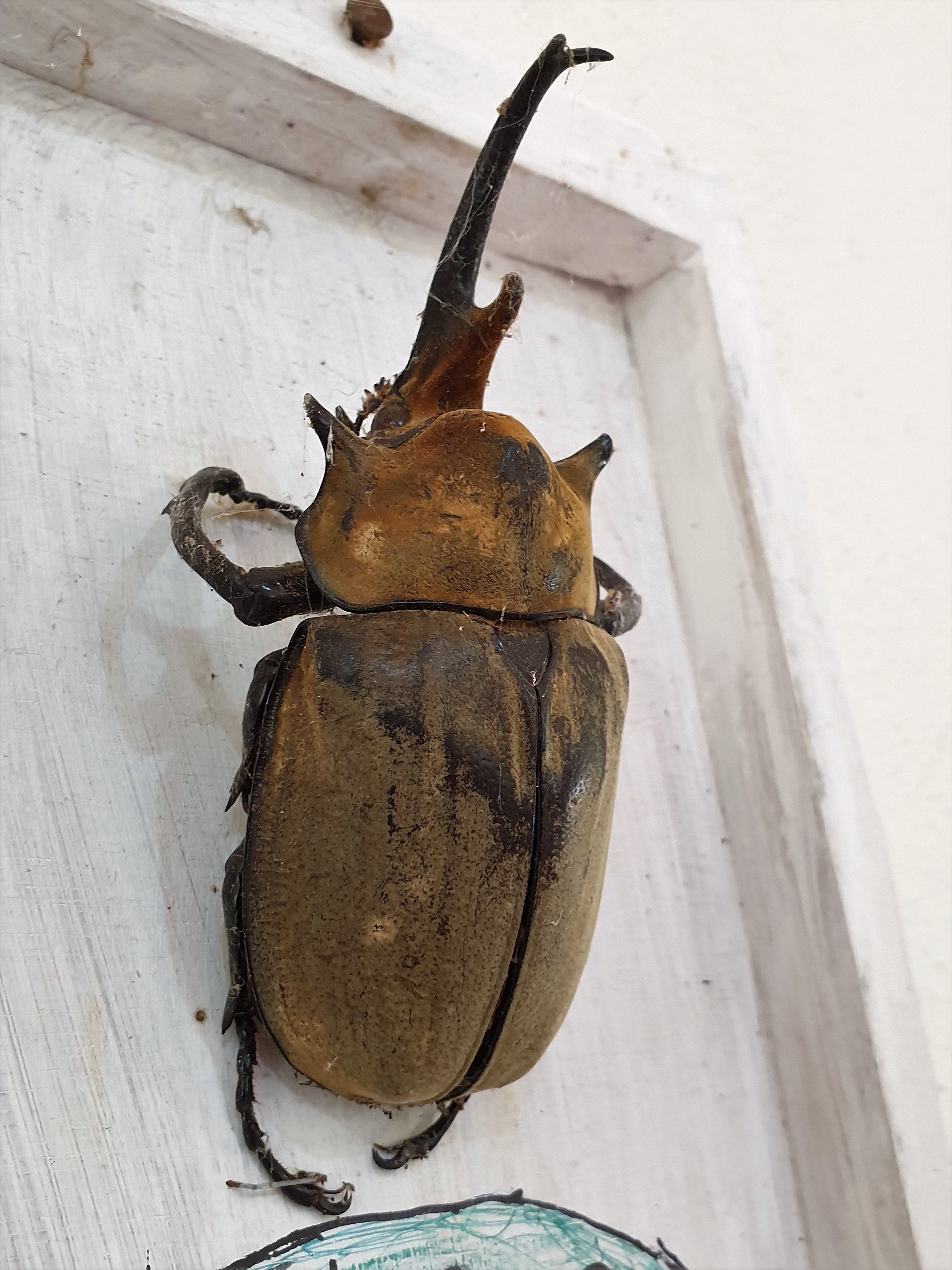 Elephant beetle (Mega soma elephas)