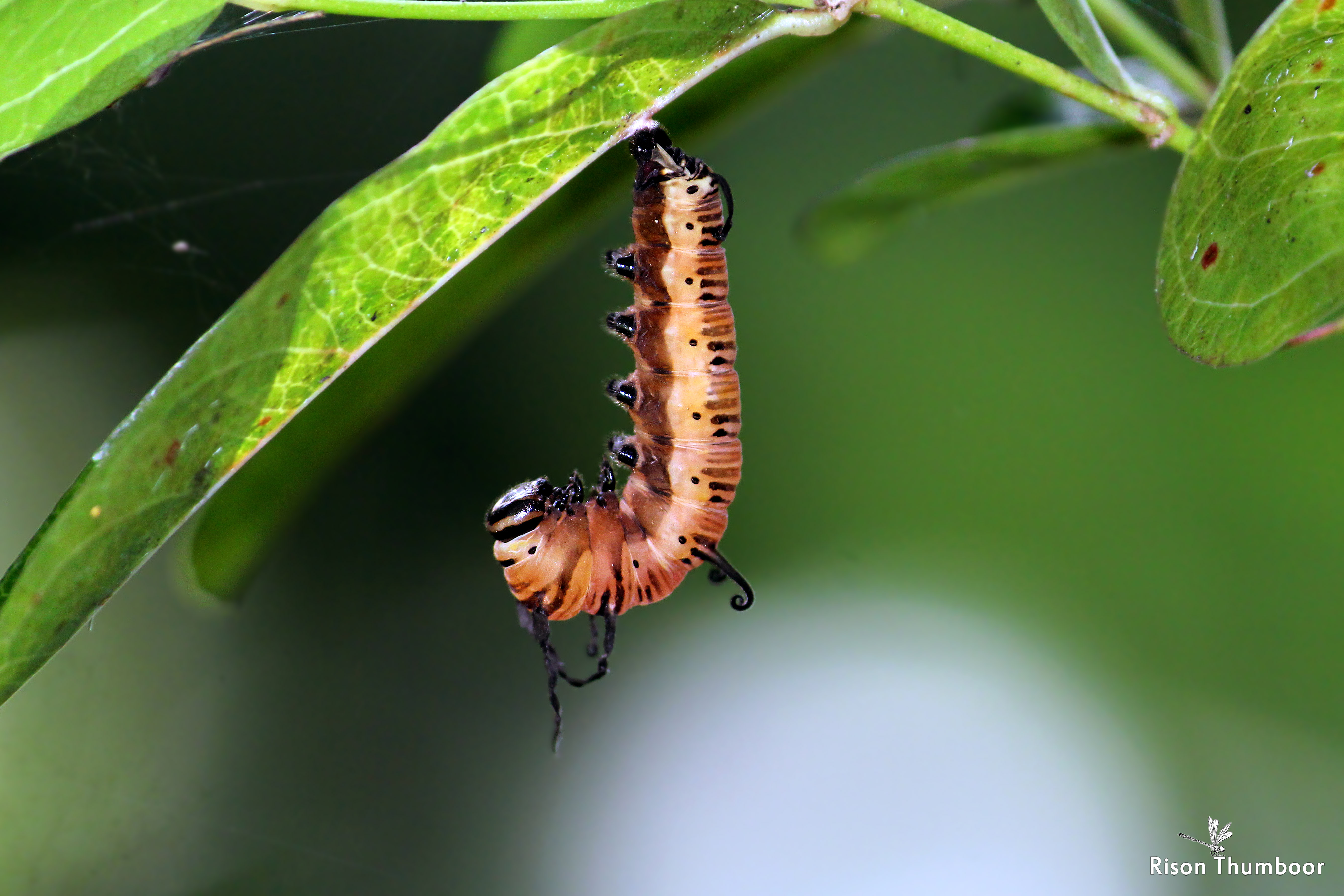 common crow butterfly chrysalis