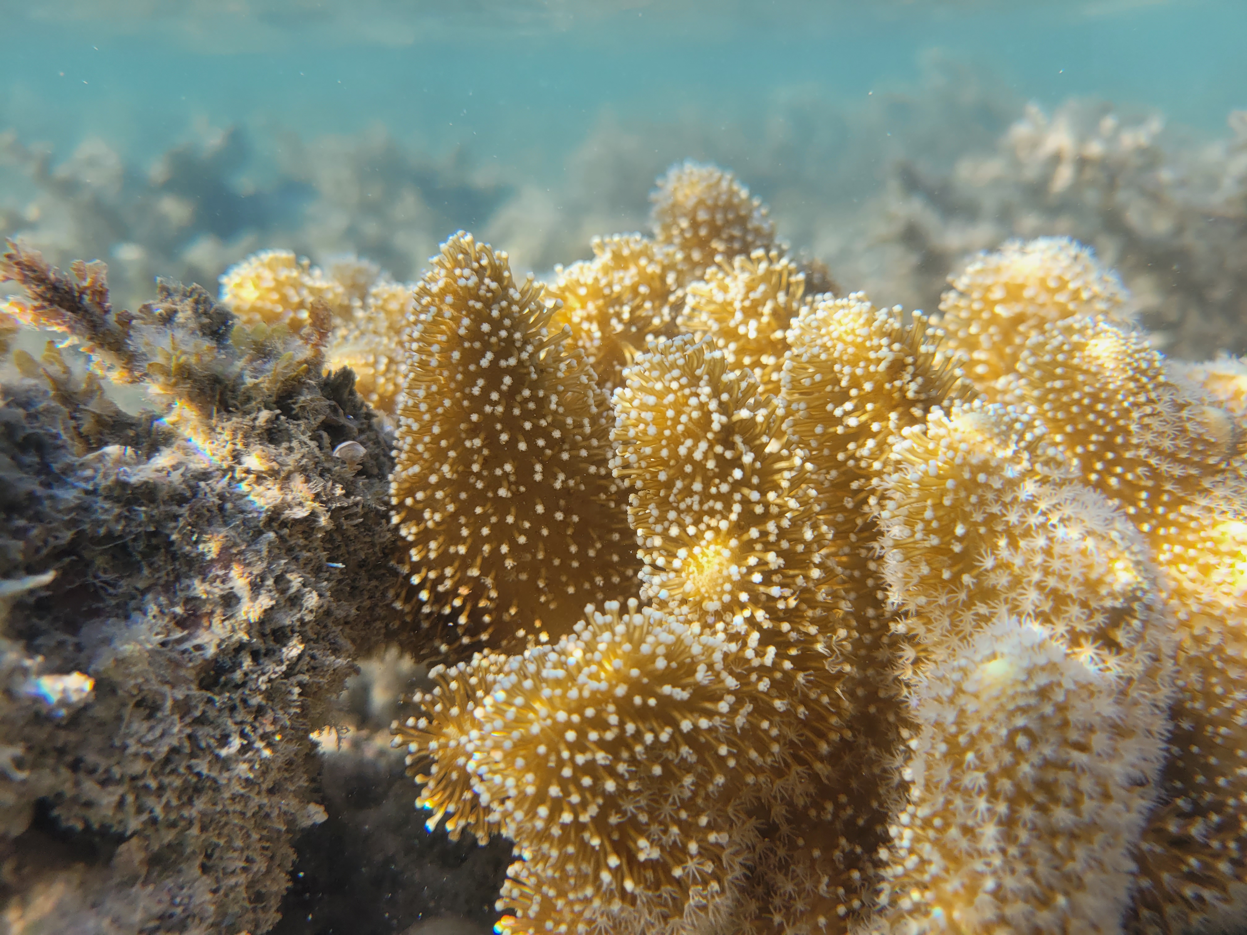 fringing coral reef
