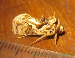 <i>Ctenoplusia dorfmeisteri</i> Species of moth