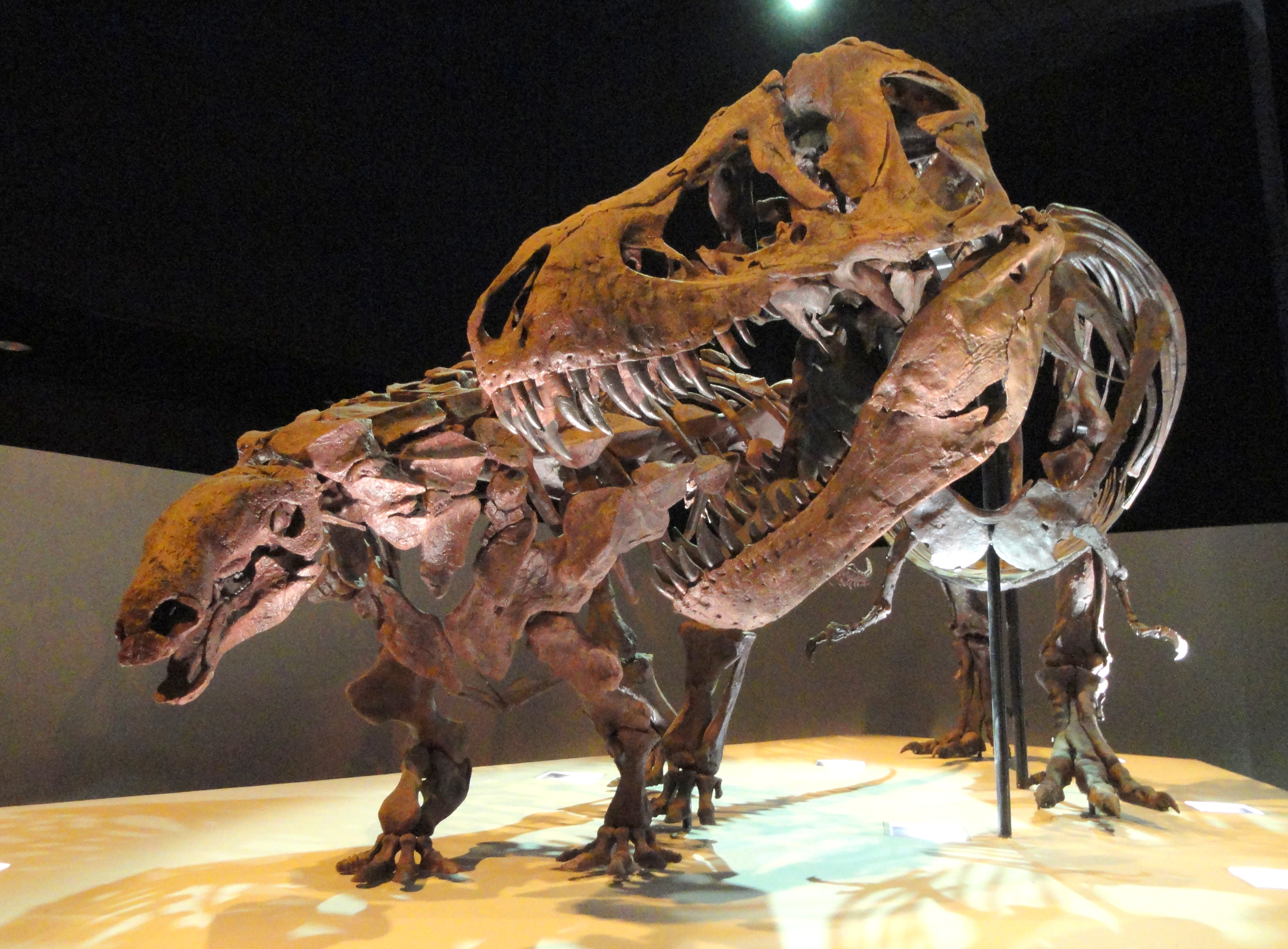 File:Dinosaur exhibit - Houston Museum of Natural Science ...