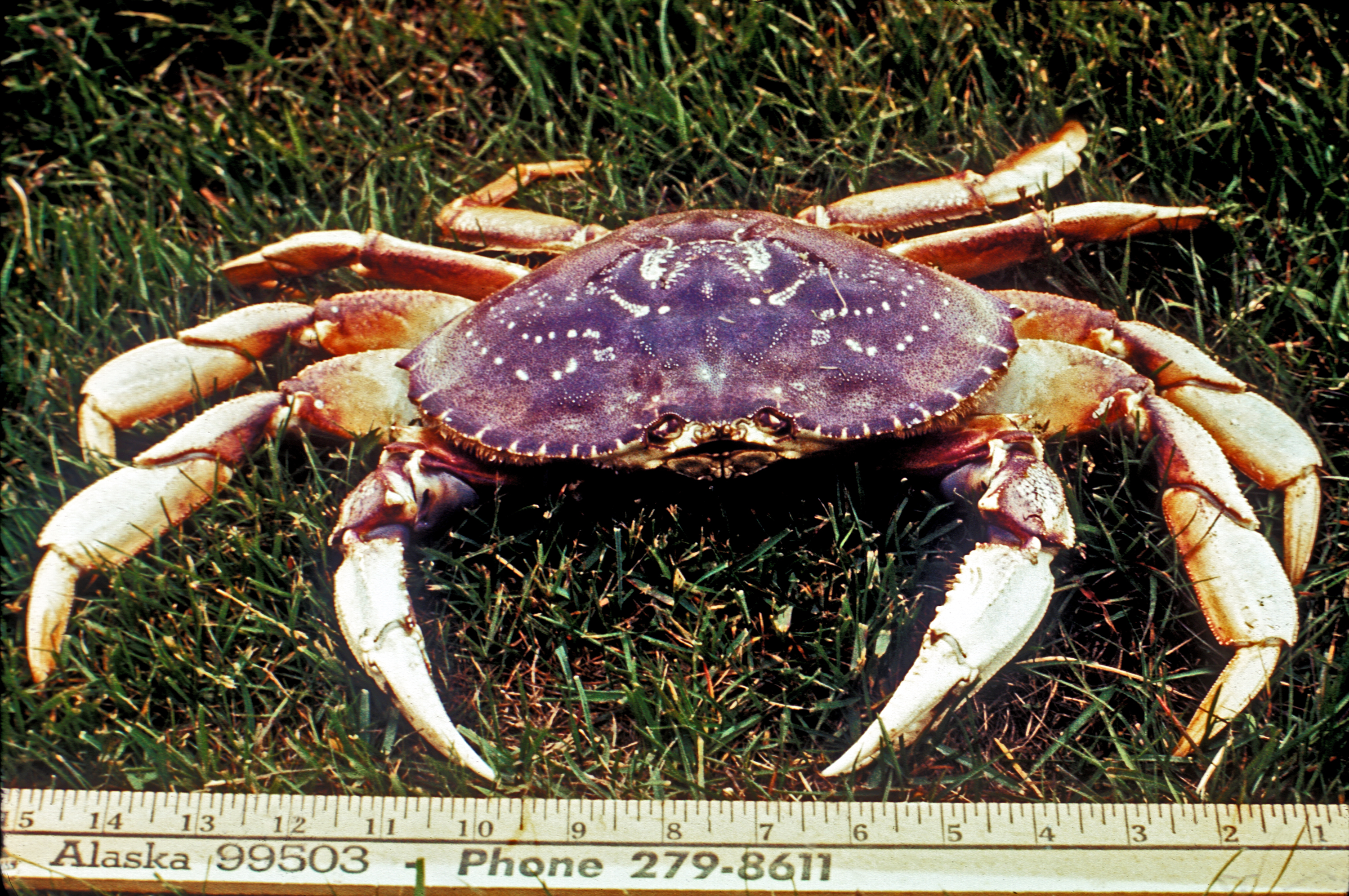 Dungeness Crab Wikipedia,How To Make Candles