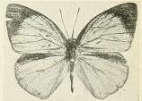 <i>Stempfferia iturina</i> Species of butterfly