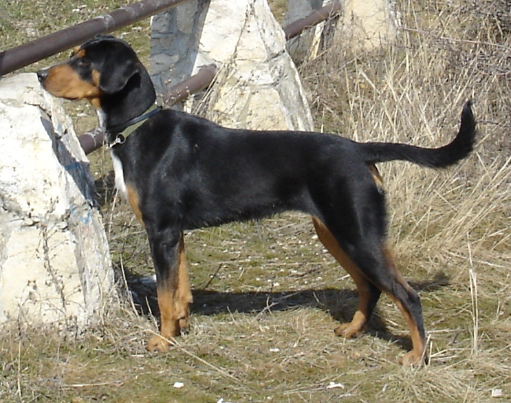 Romanian sales hunting dog