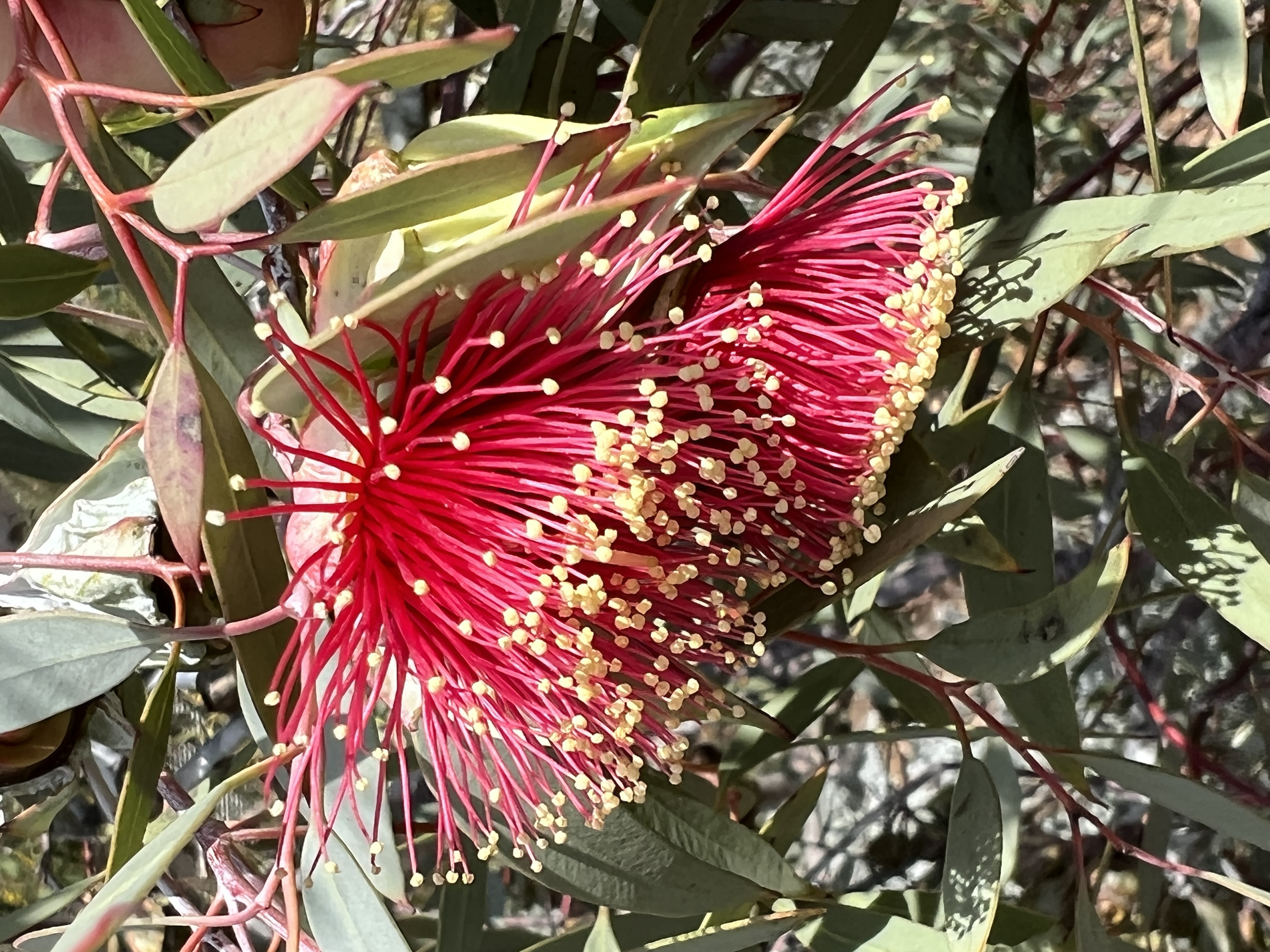 Eucalyptus rhodantha