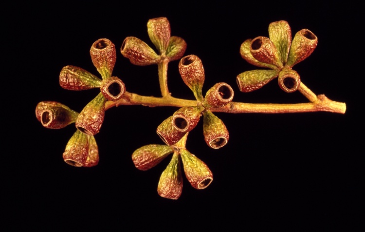 File:Eucalyptus microcarpa fruit.jpg