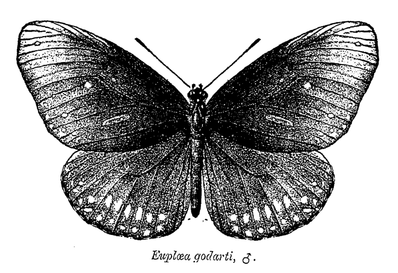 File:Euploea core godarti ctb.png