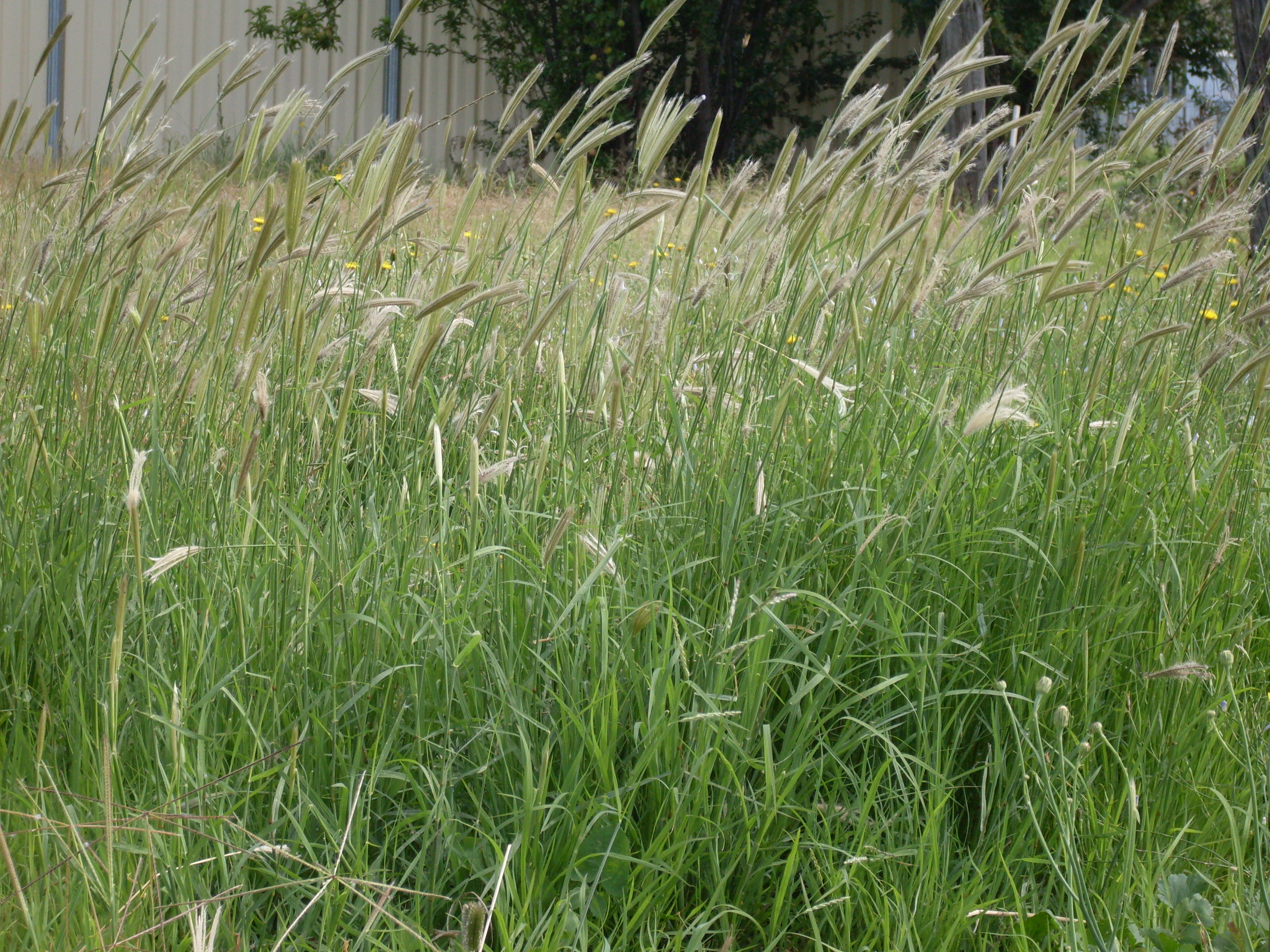Rhodes grass