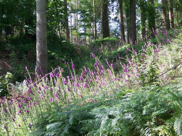 Foxgloves, Tower Wood - geograph.org.uk - 2001865