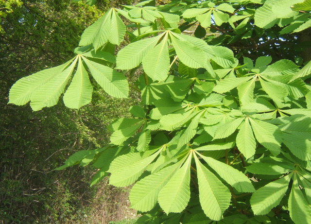 File:Fresh green horse chestnut leaves - geograph.org.uk - 789803.jpg