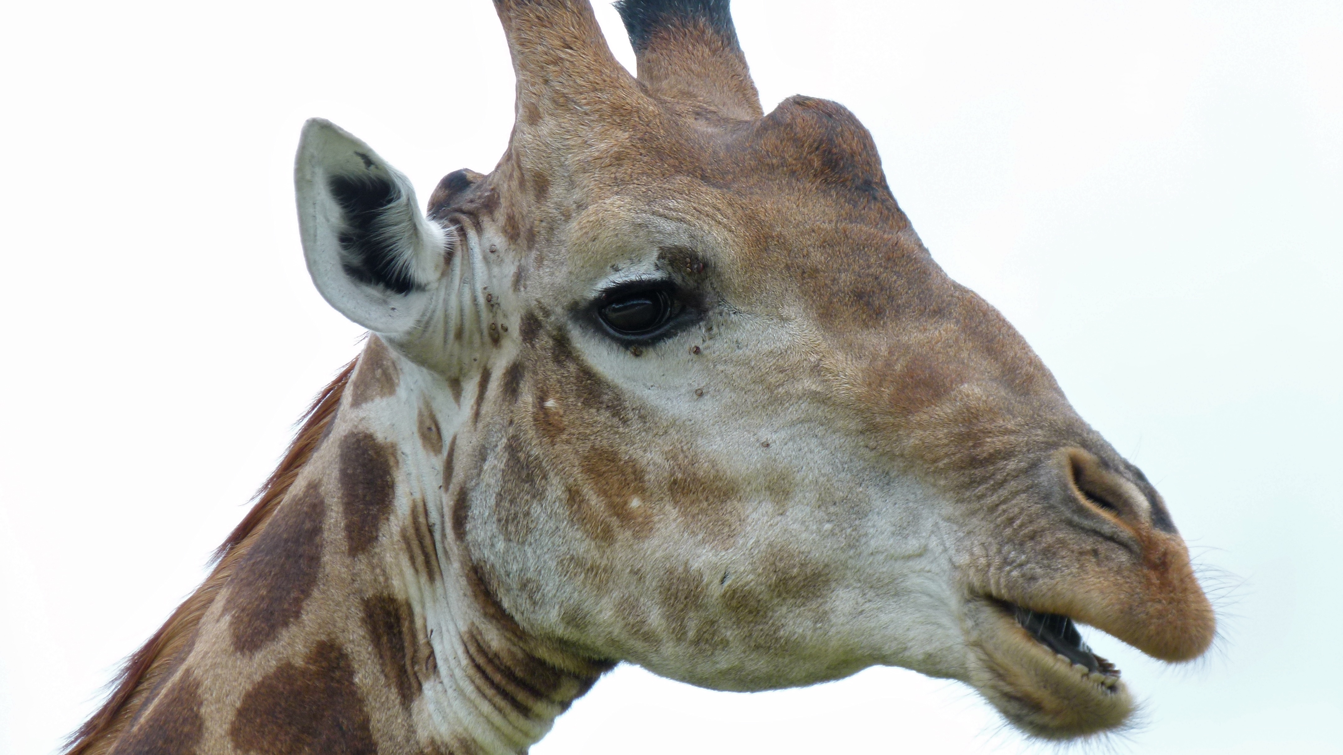 Giraffe (Giraffa camelopardalis) (6017297718).jpg