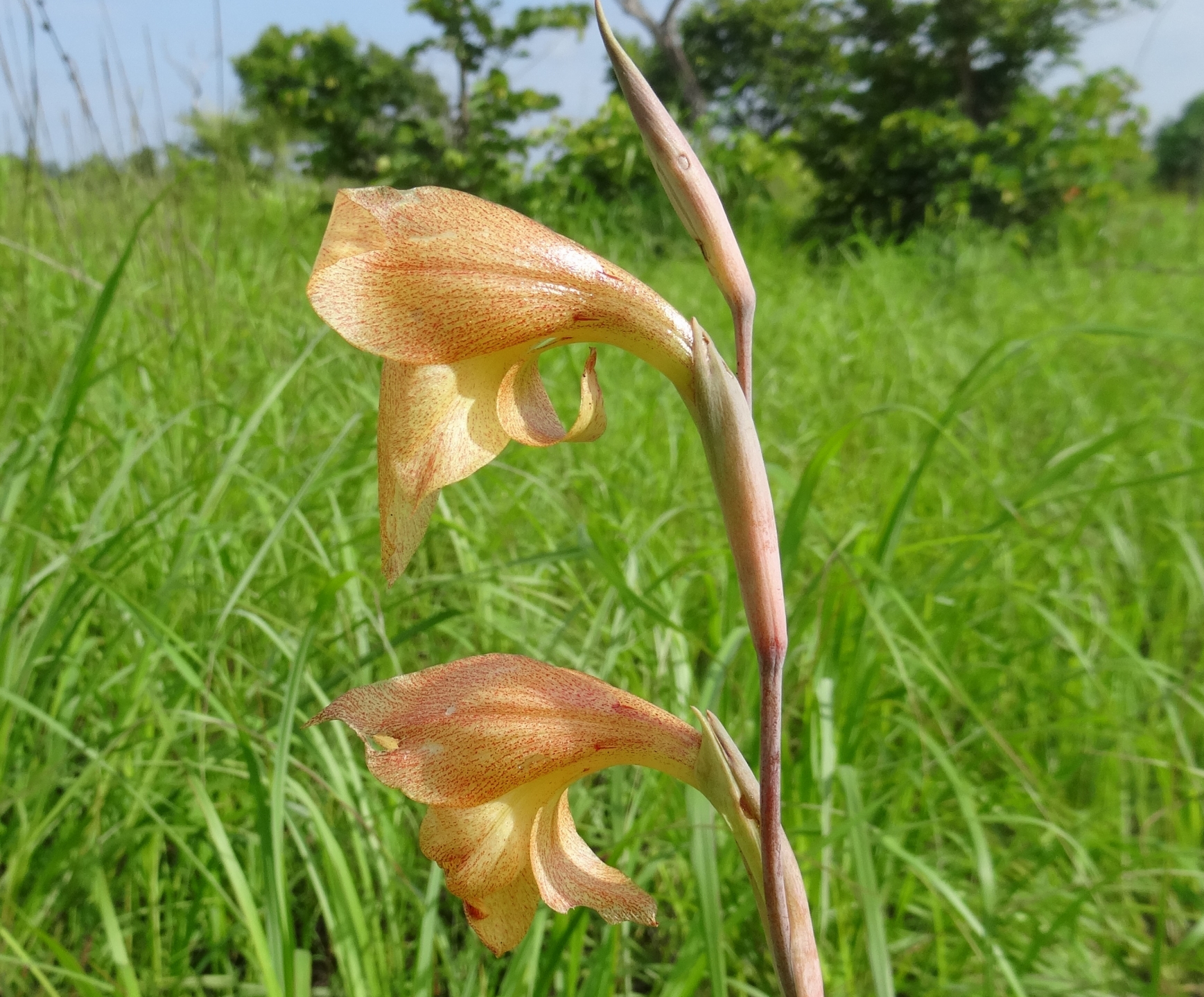 Gladiolus sp. - orange 2 (11831420664).jpg