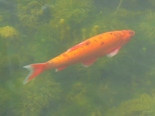 File:Goldfish, Dyrham Park, Gloucestershire - geograph.org.uk - 450310.jpg